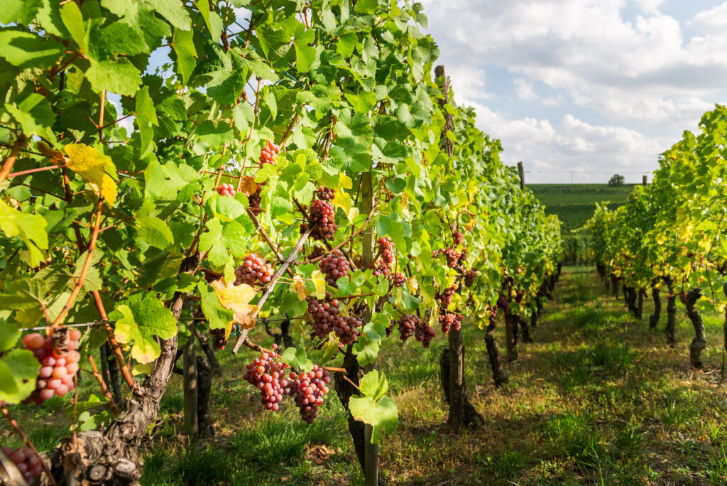 Le printemps est une période merveilleuse pour visiter l'Alsace